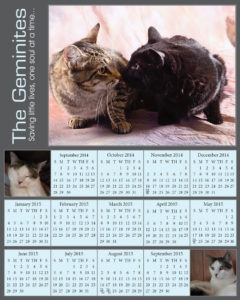 Special photo-calendar for the Geminites - A non-profit rescue for disabled cats.