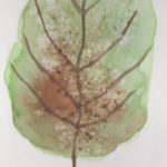 2021 Decaying Leaf - watercolor