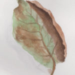 2021 Decaying Leaf - watercolor